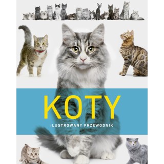 Koty